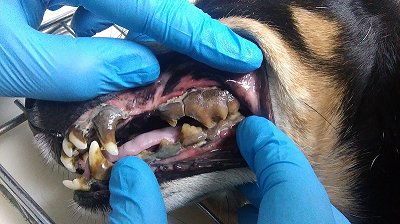 Zęby psa